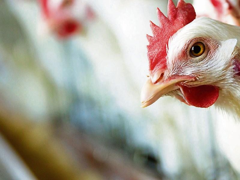 Avian Influenza H5N1 confirmed in a turkey in Monaghan