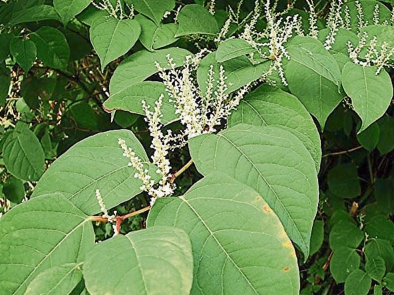 'Massive issue with invasive plant species in Burtonport' - Cllr Marie Therese Gallagher 