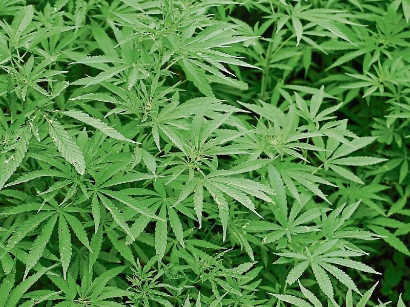 Cannabis grow house discovered in Dromahair, Leitrim