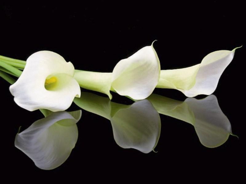 Deaths in Kilkenny for Wednesday, November 13