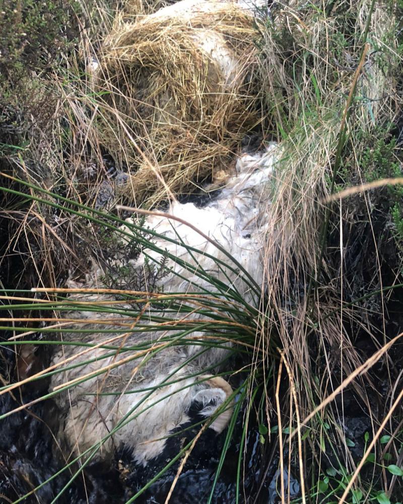 Outrage as sheep found dumped in Falcarragh stream