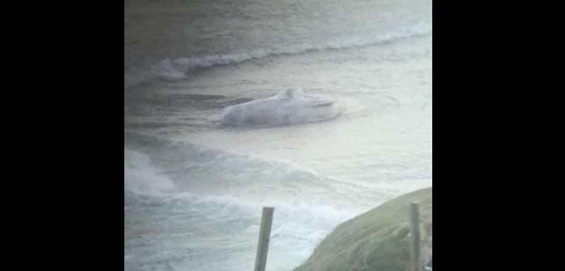 Sadness as dead whale washes up on Rosses beach