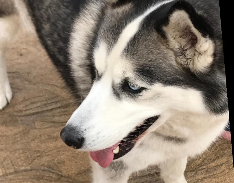 POLL: Do you think dogs should be kept off Donegal Blue Flag beaches?