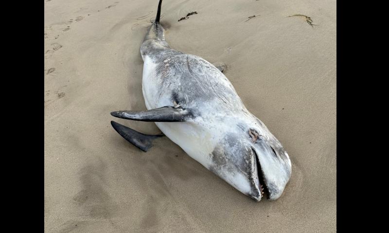 Dolphin found on Gaoth Dobhair beach had been stranded 