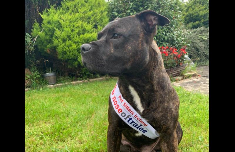 Help the three-legged rescue dog Bono be crowned the Nose of Tralee