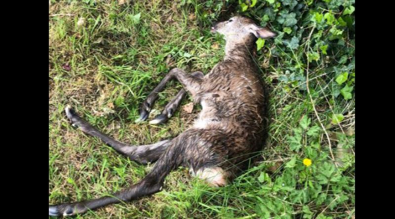 Cathaoirleach of Glenties Municipal District is calling for deer cull