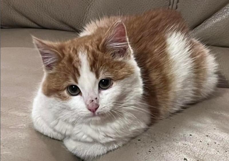 National: Kitten sanctuary asks for funds as it faces 'worst food crisis in years'