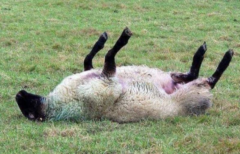 Public urged to act quickly if sheep is lying on its back 