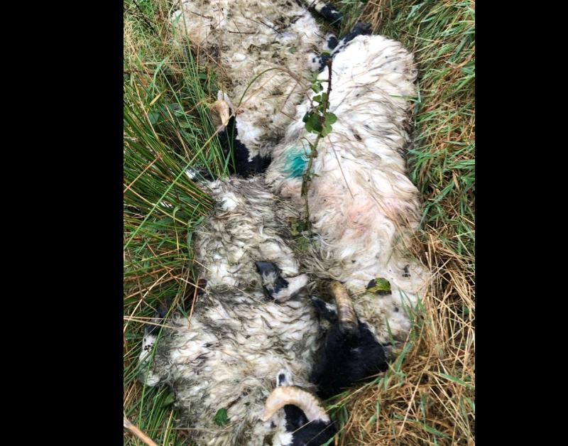 Three sheep carcasses dumped near water supply in Gortahork and Falcarragh