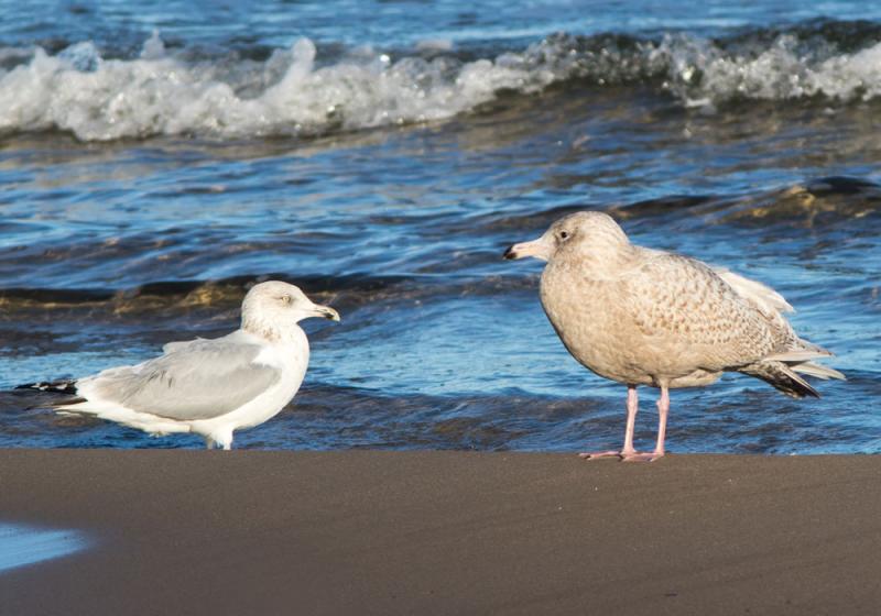 Donegal Seagulls not litter friendly with Council bins