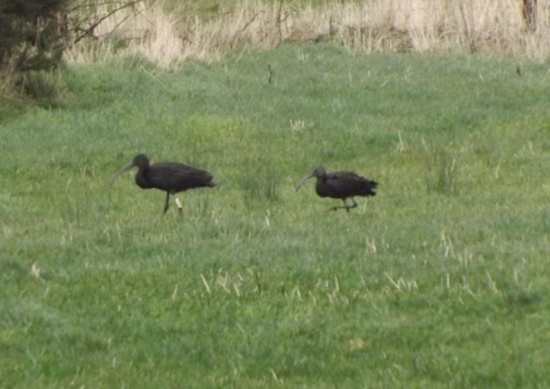 Rare birds make a winter appearance in Dunfanaghy 