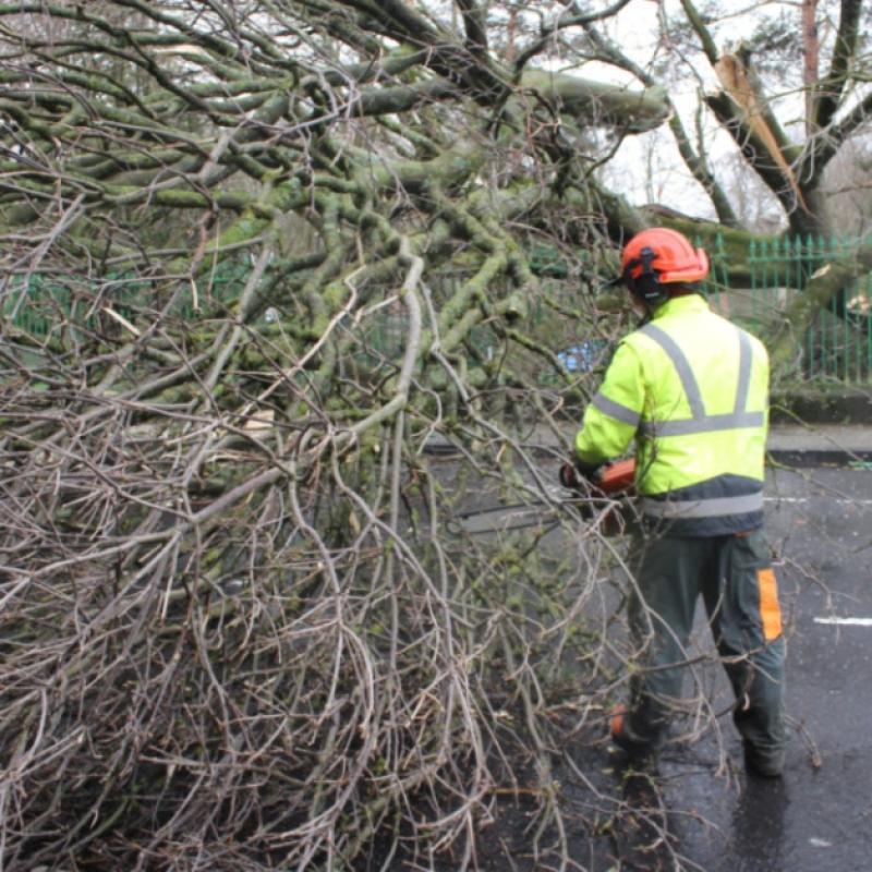 Hundreds of trees fell across Limerick after storm Darwin blew through the county on February 12
