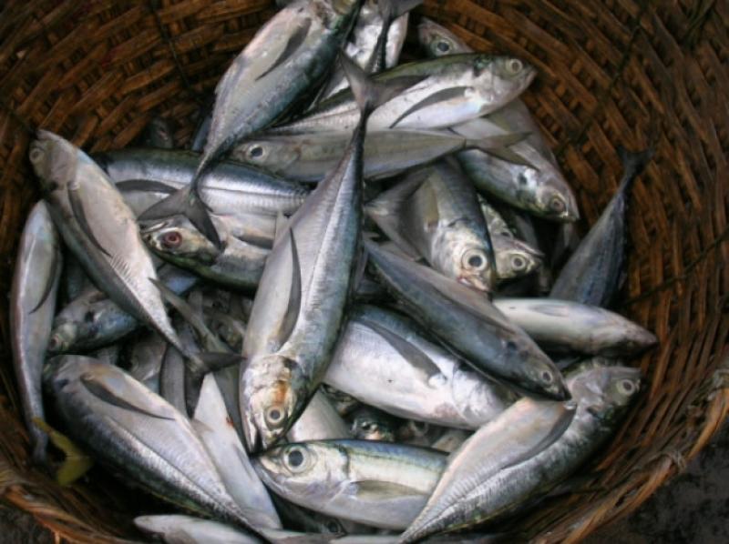 KFO calls for immediate action on Russian trawlers