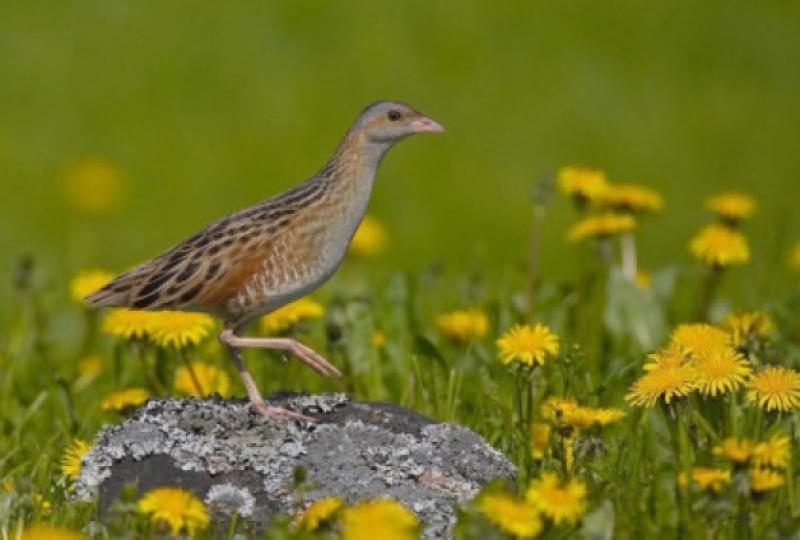 Corncrakes in Donegal 