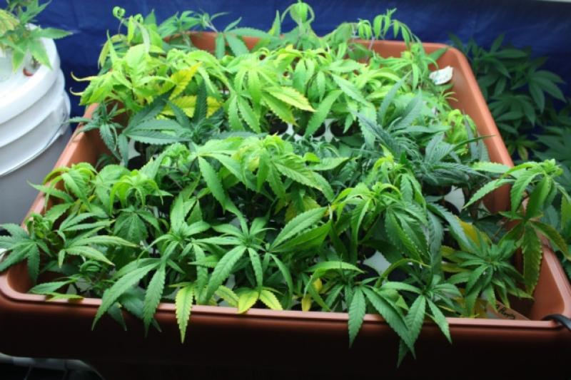 Pringle calls for the regulation of cannabis 