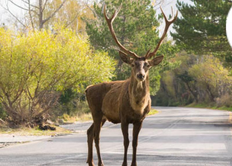 Cllr Michael McClafferty says deer cull should not become a wild west
