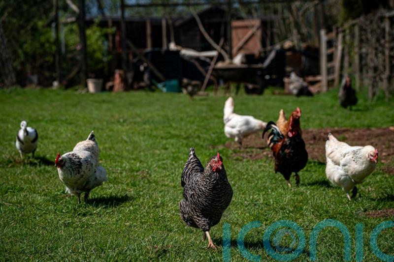 Bird owners ‘should house flocks immediately’ after second avian flu case