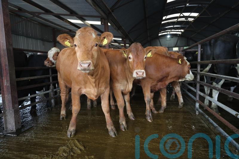 Illegal movement of cattle across Irish border led to 2004 probe, files show