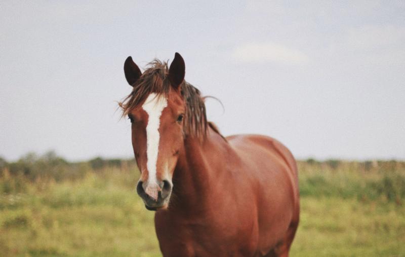 Lengthy driving ban for motorist after horses he was tending to 'broke out' of field