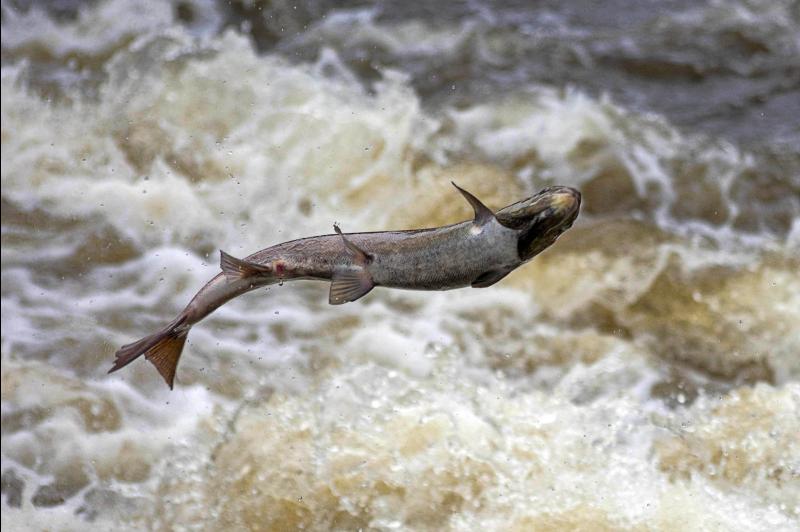 Norwegian fishing firm expected to make 33 staff redundant in Fanad on Monday