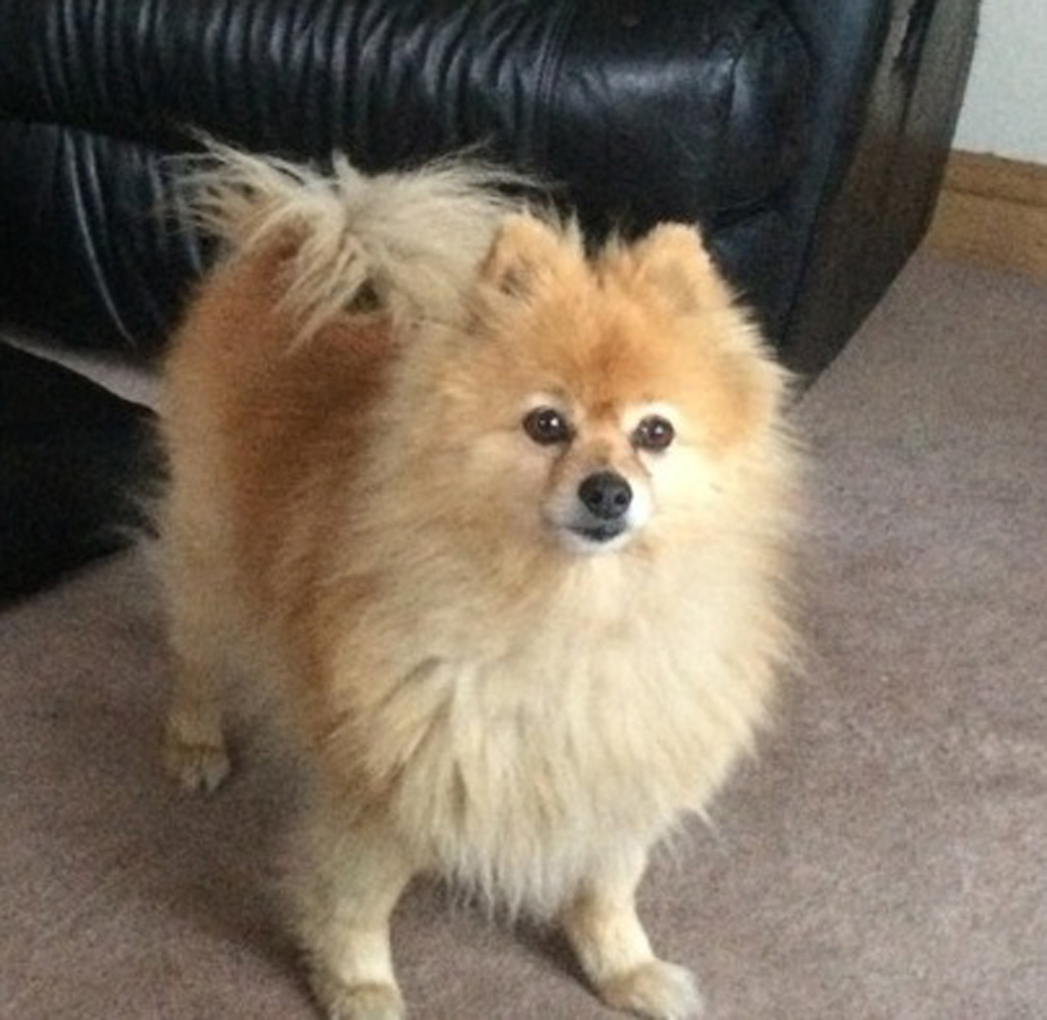 Fermanagh man jailed for one month for kicking and killing Pomeranian